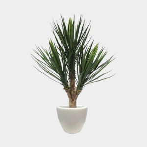 Traveller Palm Artificial Plant Hire Corporate Event